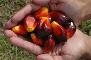 Palmový olej: nenáviděnou i oceňovanou surovinu čeká nejistá budoucnost