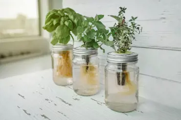 Seznam bylinek, které můžete snadno pěstovat doma jen v PET lahvi s vodou