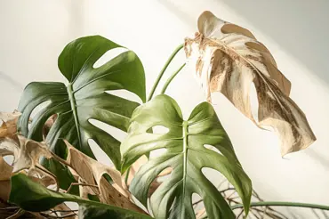 Kouzelná domácí směs, která okamžitě oživí odumřelé pokojové rostliny