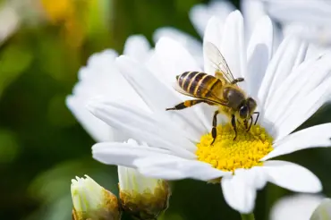 Jak dlouho trvá včele vyrobit gram medu a co dělá medový someliér? Zajímavosti ze světa tohoto hmyzu