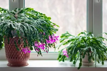 Kvetoucí Vánoce: Rostliny vhodné do chladného pokoje. Neuvěřitelně oživí atmosféru a zpříjemní vaše dny