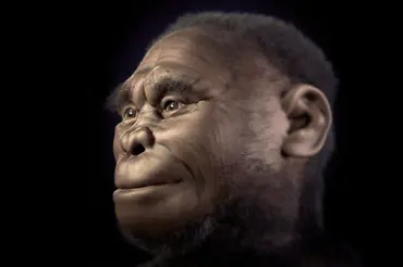 Vědci našli liliputího předka člověka a zrekonstruovali jeho tvář. Byl neuvěřitelně roztomilý