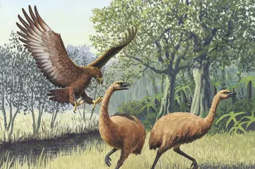 Vědci našli pozůstatky obřího orla. Vážil 230 kg a lovil i lidi. Děsivá středověká legenda se potvrdila