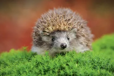 Ježci by v zimě měli spát: Co potřebuje ježek k přežití, pokud je teď vzhůru?