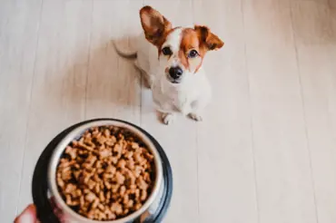 Test nejhorších jídel pro psy na trhu: Tohle byste jim dávat rozhodně neměli