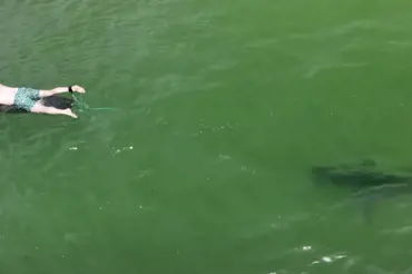 Dron zachytil žraloka bílého v těsné blízkosti surfařů. Podívejte, jak obrovské měli lidé štěstí