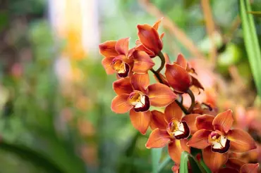 Výstava orchidejí ve skleníku Fata Morgana Miniatury a giganti Ekvádoru zrušena