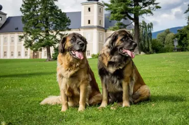 Leonberger svým vzrůstem budí hrůzu, ale je to jedna z nejněžnějších psích duší
