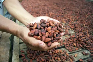 Kakaovníku se přezdívalo pokrm bohů. V minulosti byl tak ceněný, že se používal jako platidlo