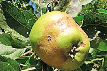 Co způsobuje rzivost neboli korkovitost jablek?
