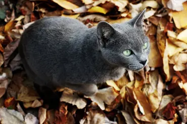 Ruská modrá kočka: Staré, vznešené plemeno bylo kvůli povaze oblíbené v palácích