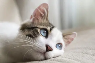 Veterináři důrazně varují: Pokud tohle vaše kočka sní, může i zemřít!