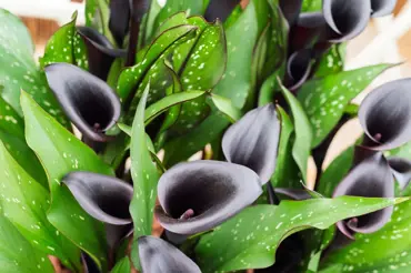 10 rostlin s magicky černými květy: Můžete je mít na své zahradě. Podívejte