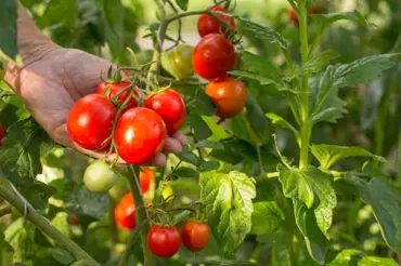 Proč naše babičky vysazovaly sazenice rajčat do záhonu zásadně nakřivo