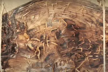 Vědci našli v Řecku 7 000 let starou popsanou tabulku. Jde o revoluční objev,  přepisuje historii