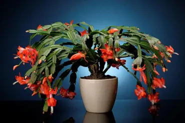 Vánoční kaktus je strážce intimního života: Nepřenášejte ho z ložnice, když kvete!