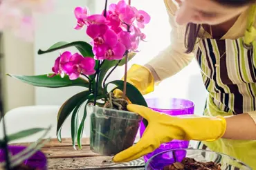 Problém s orchidejemi v zimě lze obvykle snadno řešit 10vteřinovým trikem