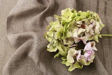 Snadné sušení květů hortenzií: Jaké triky používají profíci?