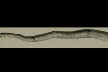 Vědci našli živého obřího červa, který dříve potápěl lodě. Zkoumají ho v laboratoři. Podívejte!