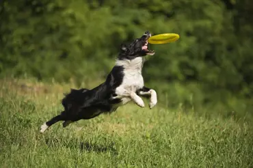 Psí sporty, které budou bavit psa i vás