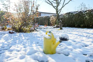 Nezapomínejte v lednu na zalévání zahrady: Pokud není sníh, tyto rostliny bez vody zahynou
