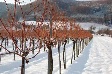Vinařův leden: ochrana révy před mrazem a okusem