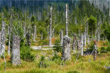 Zničí nám kůrovec lesy a jak bude vypadat v budoucnu krajina ČR?