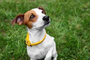 Žlutý psí obojek: Pokud ho při venčení zpozorujete, držte svého mazlíčka stranou