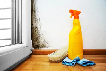 Zatočte s plísní v bytě či domě jednou provždy: 5 kroků, díky kterým se jí zbavíte jednou provždy