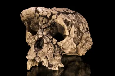 Vědci našli v Čadu podivné kosti předchůdce člověka. Vyřešili jednu z největších záhad lidské evoluce