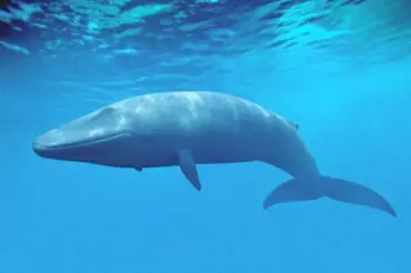 Modrá velryba nutí děti k sebevraždě. Policie nyní tvrdí, že o ní ví i v Česku