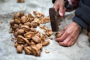 Chytré triky, jak vyloupat co nejvíce ořechů v co nejkratším čase