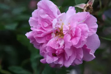 Zapomenutý druh růže našich babiček: Skvěle zvládá sucho a kvete až do podzimu
