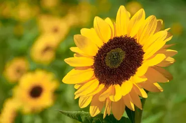 Zahrada plná sluncí: Pěstovat slunečnice zvládne každý