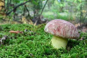 Jak poznat jedlé houby? Exkluzivní rozhovor s mykologem