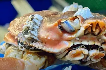 Tohle není Photoshop: Krab s lidskými zuby baví internet. Připadá vám legrační nebo děsivý?