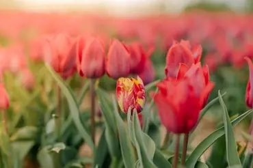 Pestrokvětost tulipánů způsobuje zákeřný virus: Zasáhněte raději ihned