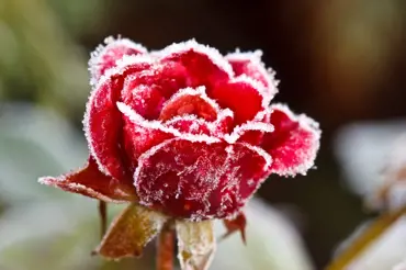 Příprava růží na zimu: Nestříhejte je a vyvarujte se dalších podobných chyb
