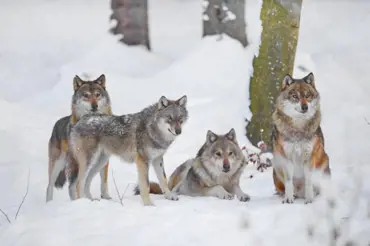 Vlci decimují ruské lesy, za kůži lovec dostane 12 tisíc