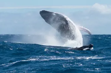 Potápěč lovil humry a spolkla ho velryba: Ucítil jsem náraz a vše zčernalo, říká vyděšený muž