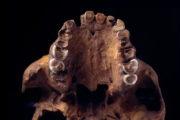 V Německu našli zub neznámého primáta. Je starý 9 milionů let a přepisuje dějiny původu člověka