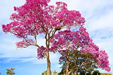 Lapacho, kůra posvátného stromu, pomáhá při nachlazení, alergii i kandidóze