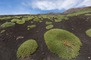 Co roste na Etně? Zahrádka v kráteru sicilské sopky překvapí