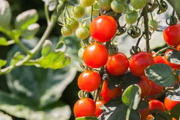 Nejjednodušší způsob, jak pěstovat rajčata na balkoně