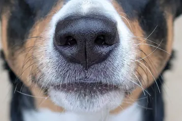 7 neznámých faktů o psím čumáku: Je unikátní a pozná lidské nemoci