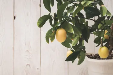Pěstování citrusů v květináči: Doma kvetou, voní i plodí