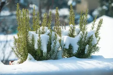 Podcast: 3 geniální triky, aby rozmarýn a bobkový list na zahradě přežily zimu