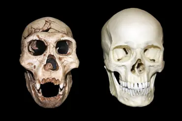 Lebka 5: Milion let staré lidské ostatky přiměly vědce přehodnotit evoluci
