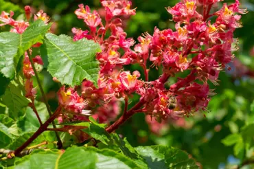 Okrasné kaštany vysazovali už monarchové: Některé druhy kvetou i teď v létě