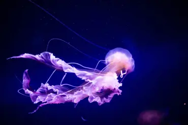 Záhadná obří medúza zmátla americké letectvo. Vědci našli prosté vysvětlení